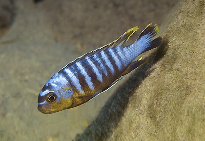 Tropheops sp. 'membe' Tumbi Point